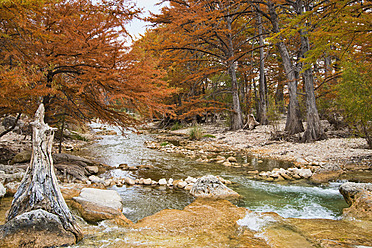 USA, Texas, Zypressenbaum mit goldenen Blättern im Frio River - ABAF000368