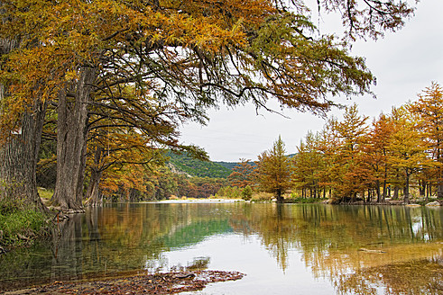 USA, Texas, Cypress tree with golden leaves in Frio River - ABAF000367