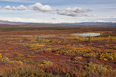 USA, Alaska, Blick auf eine Landschaft im Herbst, Alaska Range im Hintergrund - FOF004474