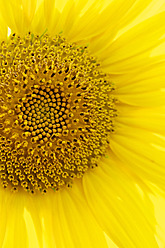 Germany, Hesse, Close up of sunflower - MHF000017