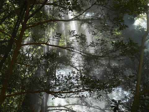 Mittelamerika, Costa Rica, Blick auf tropischen Regenwald, lizenzfreies Stockfoto