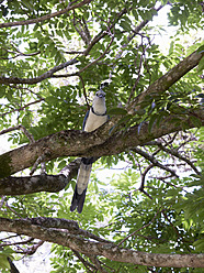 Mittelamerika, Costa Rica, Weißkehlhäher auf einem Baum sitzend - BSCF000190