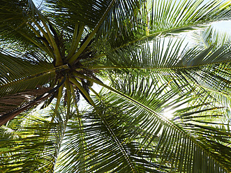 Central America, Costa Rica, Palm tree - BSCF000194