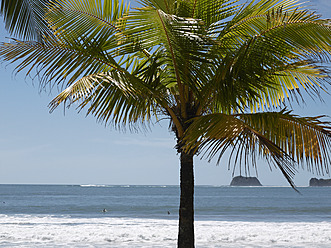 Central America, Costa Rica, Palm tree on beach at Puerto Carrillo - BSCF000195