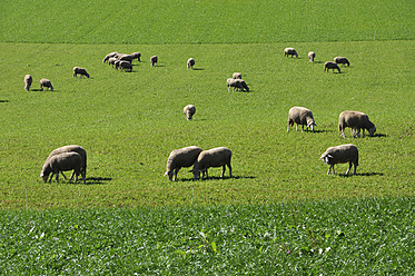 Deutschland, Bayern, Schafe grasen in der Landschaft - AXF000364