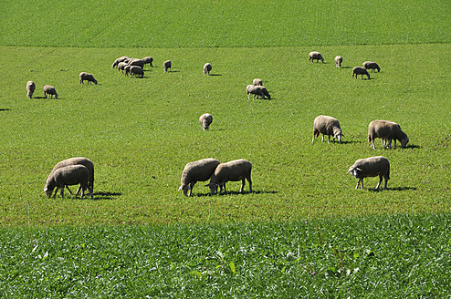 Deutschland, Bayern, Schafe grasen in der Landschaft - AXF000364