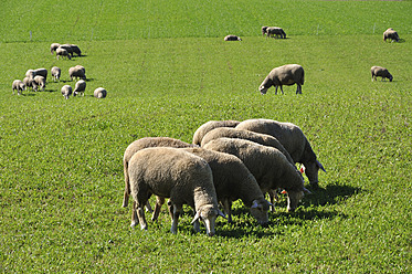 Deutschland, Bayern, Schafe grasen in der Landschaft - AXF000365