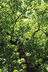 Deutschland, Hessen, Frankfurt, Blick auf Baum, Nahaufnahme - MUF001261