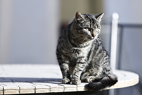 Deutschland, Heidelberg, Hauskatze auf Tisch sitzend - MAEF005268