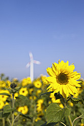 Deutschland, Nordrhein-Westfalen, Blick auf ein Sonnenblumenfeld mit Windrad im Hintergrund - MSF002821