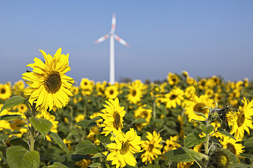 Deutschland, Nordrhein-Westfalen, Blick auf ein Sonnenblumenfeld mit Windrad im Hintergrund - MSF002822
