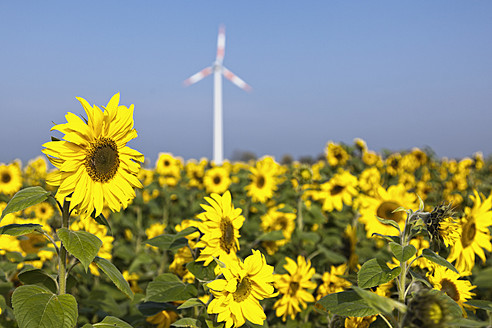 Germany, North Rhine-Westphalia, View of sunflower field with wind turbine in background - MSF002822