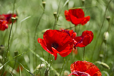 Italien, Blick auf Mohnblumen - MIRF000509