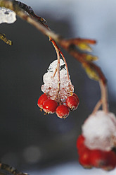Germany, Ice on twig with berries - JTF000231