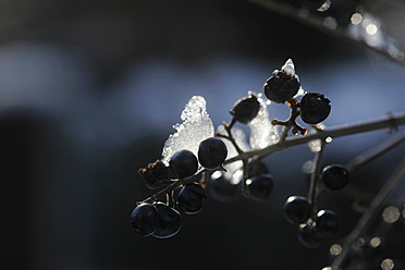 Germany, Ice on twig with berries - JTF000228