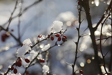 Germany, Ice on twig with berries - JTF000227