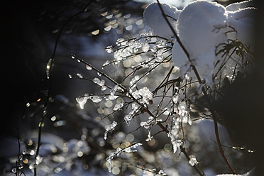 Germany, Ice on twig - JTF000226