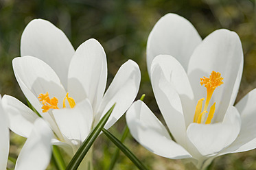 Germany, Close up of white crocus - CRF002216