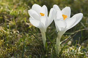 Germany, Close up of white crocus - CRF002217