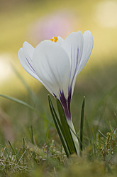 Deutschland, Nahaufnahme eines weißen Krokus - CRF002218