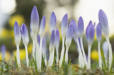 Deutschland, Nahaufnahme eines lila Krokus - CRF002222