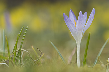 Deutschland, Nahaufnahme eines lila Krokus - CRF002223