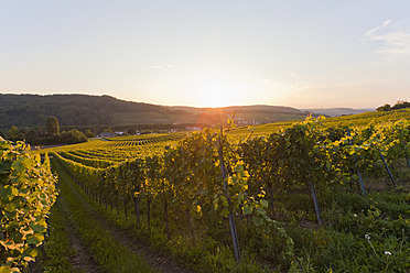 Deutschland, Saarland, Blick auf Weinberge - WDF001437