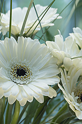 Weiße Gerbera, Nahaufnahme - ASF004695