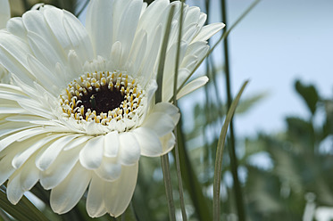 Weiße Gerbera, Nahaufnahme - ASF004697