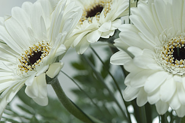 Weiße Gerbera, Nahaufnahme - ASF004698