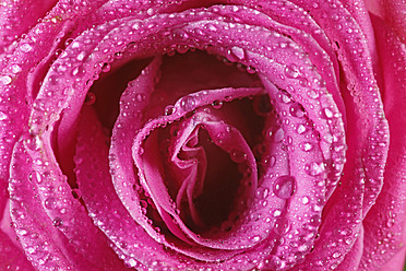 Deutschland, Rosa Rose mit Wassertropfen, Nahaufnahme - JTF000243