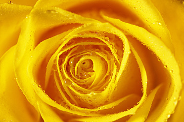Deutschland, Gelbe Rose mit Wassertropfen, Nahaufnahme - JTF000244