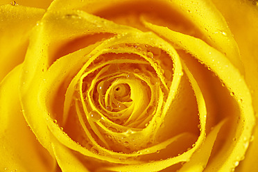 Germany, Yellow rose with waterdrops, close up - JTF000244