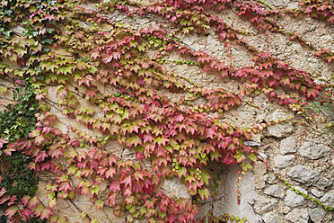 France, Ivy growing on wall - GWF002047