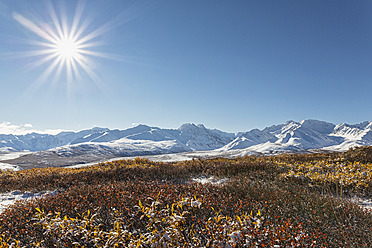 USA, Alaska, Strauch vor der Alaska-Bergkette im Denali-Nationalpark - FOF004493