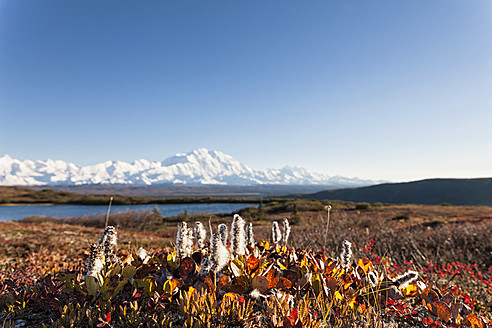 USA, Alaska, Weidenbaum im Herbst mit Mount Mckinley im Denali National Park - FOF004527