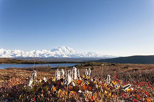 USA, Alaska, Willow tree in autumn with Mount Mckinley at Denali National Park - FOF004527