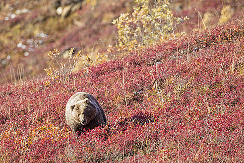 USA, Texas, Braunbär im Denali-Nationalpark - FOF004528