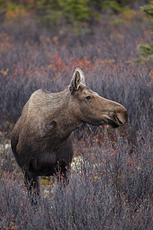 USA, Alaska, Elchkuh im Herbst im Denali-Nationalpark - FOF004538