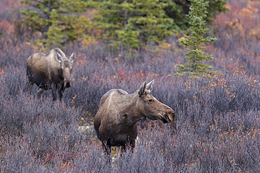 USA, Alaska, Elchkuh im Herbst im Denali-Nationalpark - FOF004540