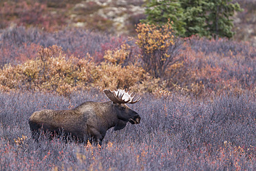USA, Alaska, Elchkuh im Herbst im Denali-Nationalpark - FOF004541