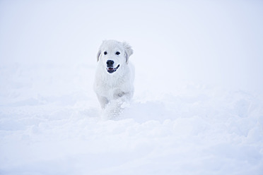 Deutschland, Bayern, Golden Retriever Welpe spielt im Schnee - MAEF005426