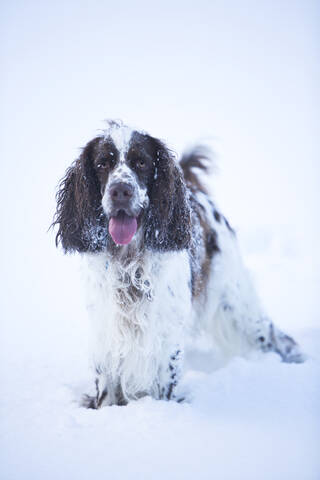 Deutschland, Bayern, Englischer Springer Spaniel spielt im Schnee, lizenzfreies Stockfoto