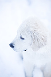 Deutschland, Bayern, Golden Retriever Welpe spielt im Schnee - MAEF005428