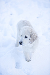 Deutschland, Bayern, Golden Retriever Welpe spielt im Schnee - MAEF005431