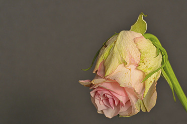 Withered pink rose against gray background, close up - MHF000054