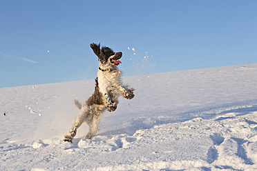 Deutschland, Bayern, Englischer Springer Spaniel spielt im Schnee - MAEF005439