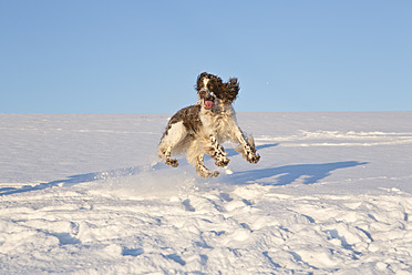 Deutschland, Bayern, Englischer Springer Spaniel spielt im Schnee - MAEF005440