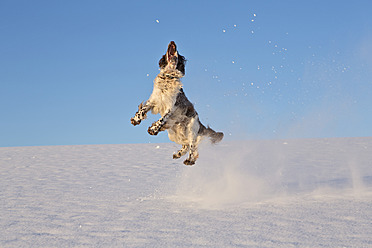 Deutschland, Bayern, Englischer Springer Spaniel spielt im Schnee - MAEF005442