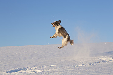 Deutschland, Bayern, Englischer Springer Spaniel spielt im Schnee - MAEF005443